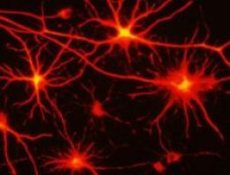 Akıl hastalığı tedavisi için beyin hücresi geliştirildi