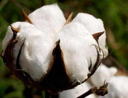 Pamuk devi ihracatı durdurdu