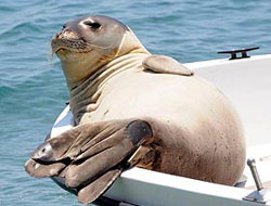 Badem'i bakın neden dövmüşler!